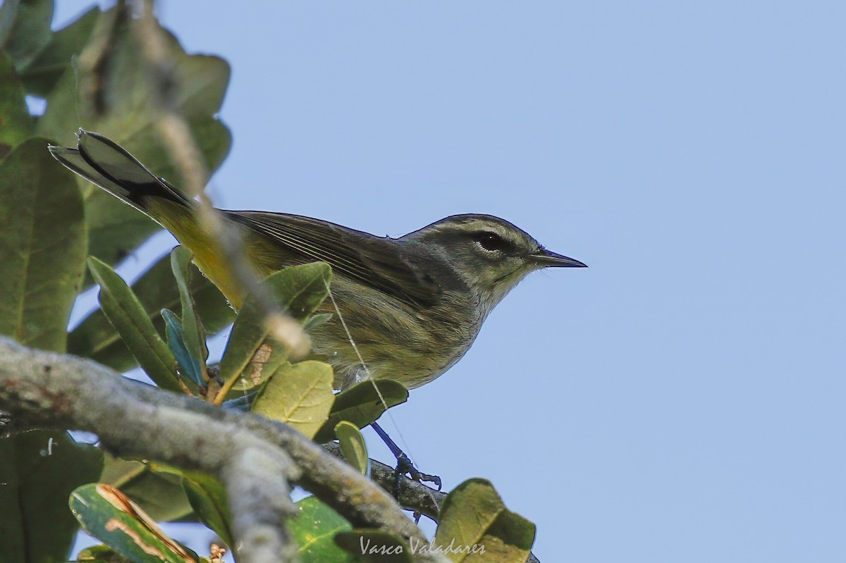Palm Warbler - ML647549542