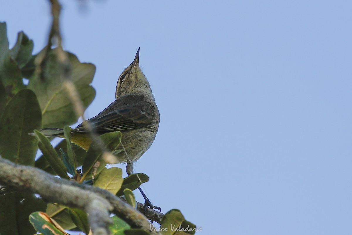 Palm Warbler - ML647549543