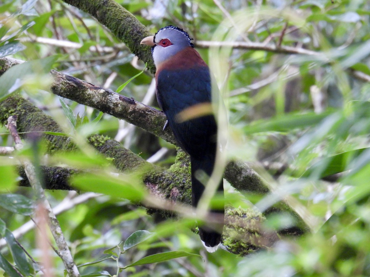 Scale-feathered Malkoha - ML647549548