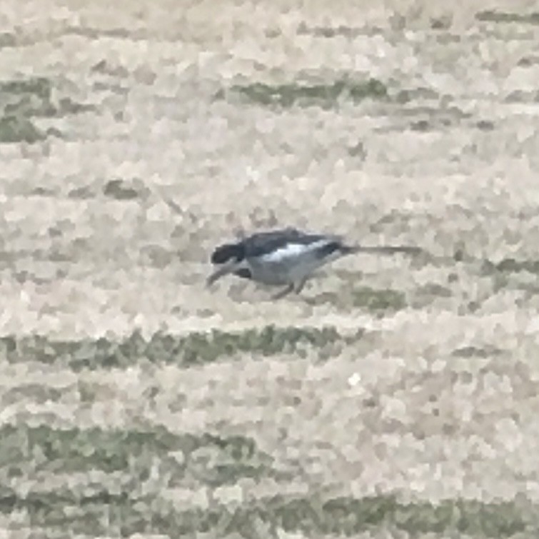 linerle - ML647549550