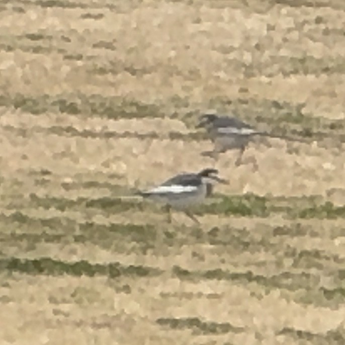 linerle - ML647549551