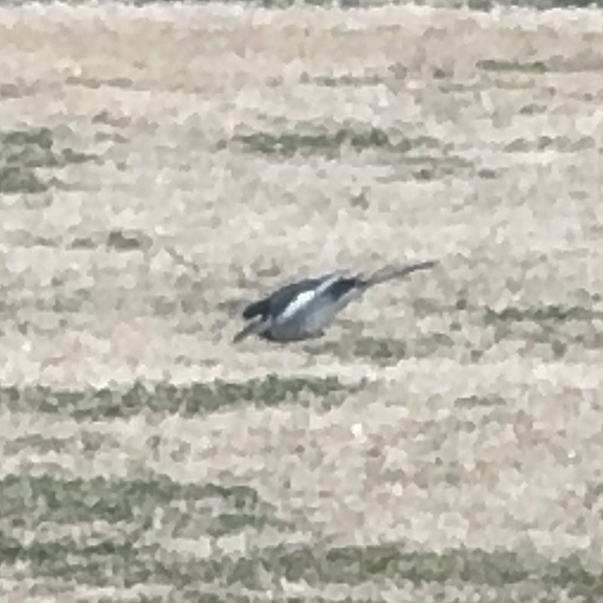 linerle - ML647549552