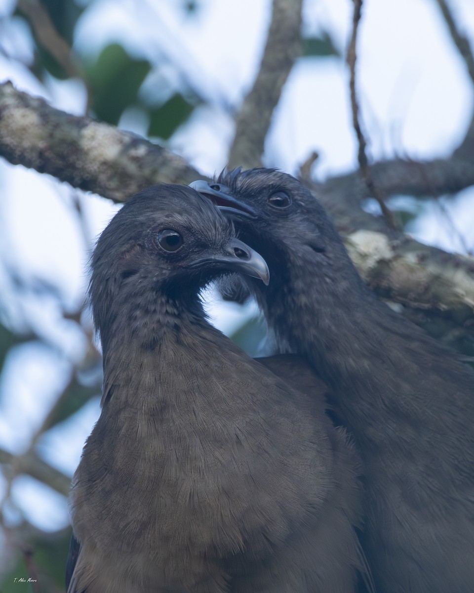 Plain Chachalaca - ML647549555