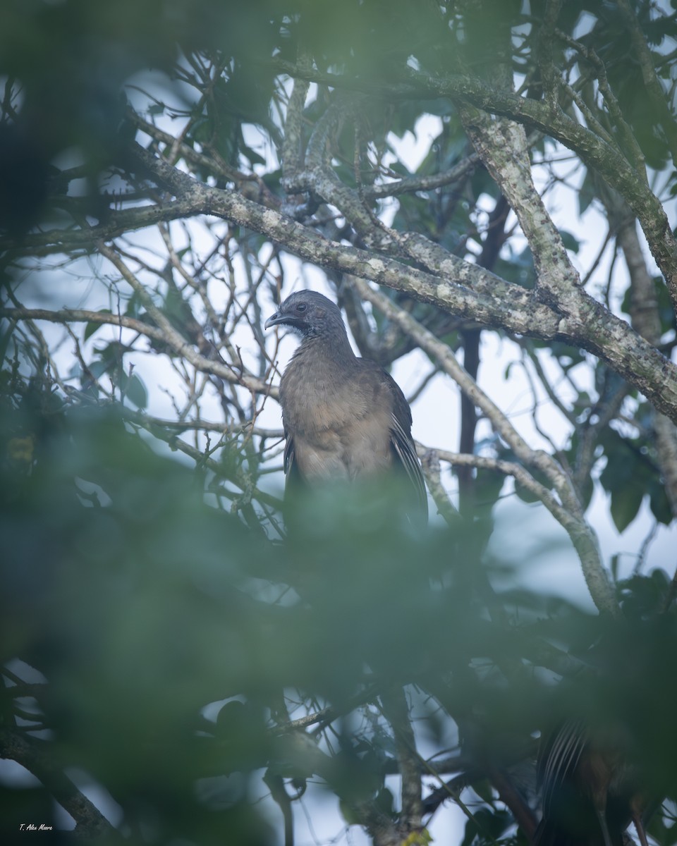 Plain Chachalaca - ML647549556