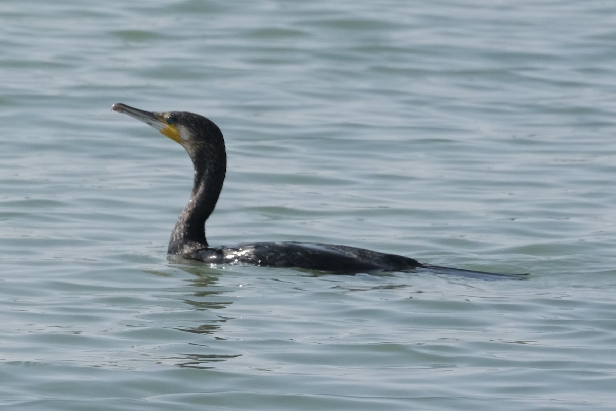 Great Cormorant - ML647549588