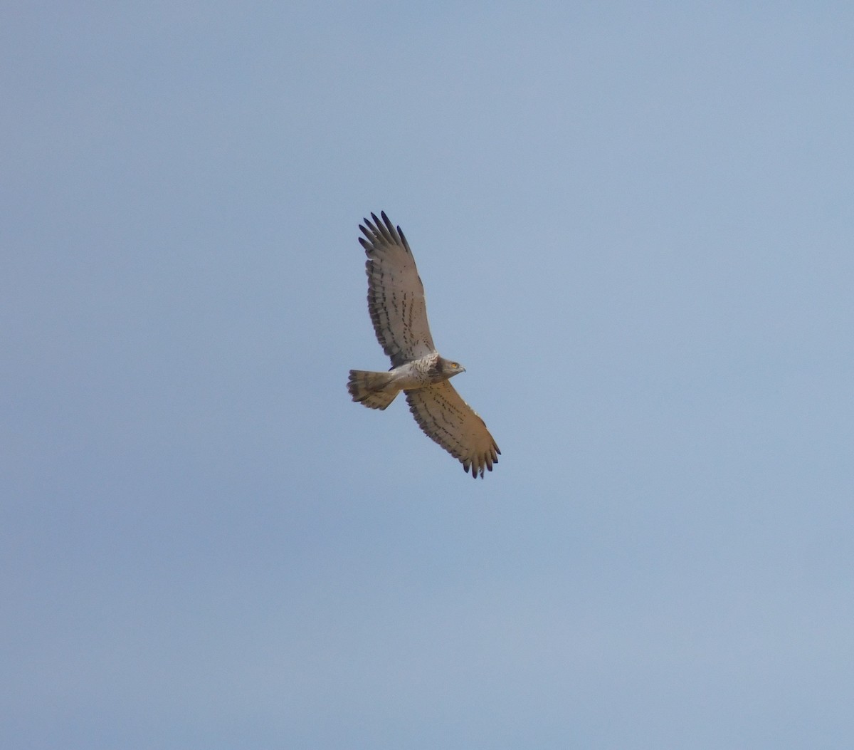 Short-toed Snake-Eagle - ML647549590