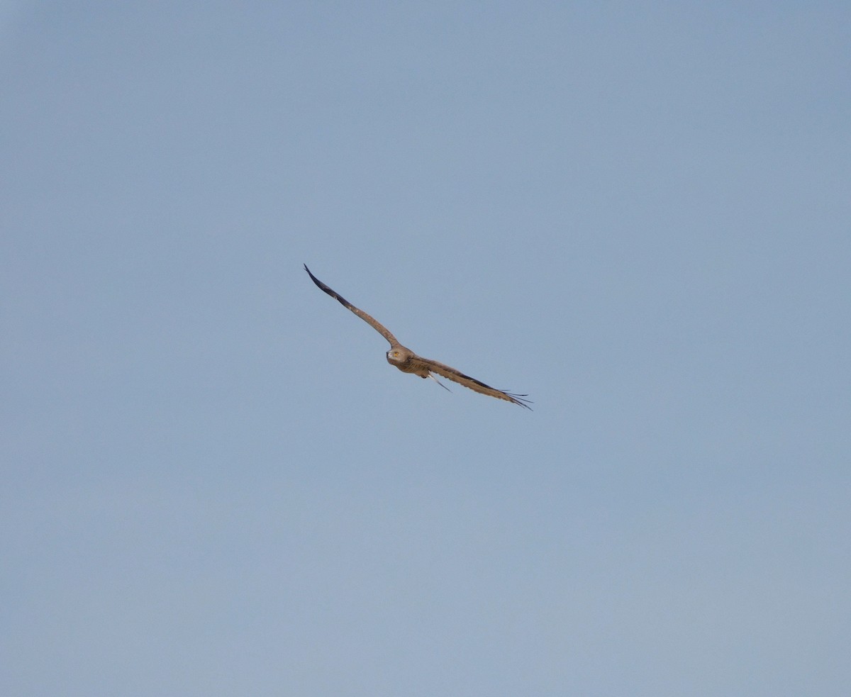 Short-toed Snake-Eagle - ML647549591