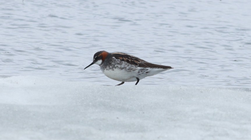 Red-necked Phalarope - ML647549595