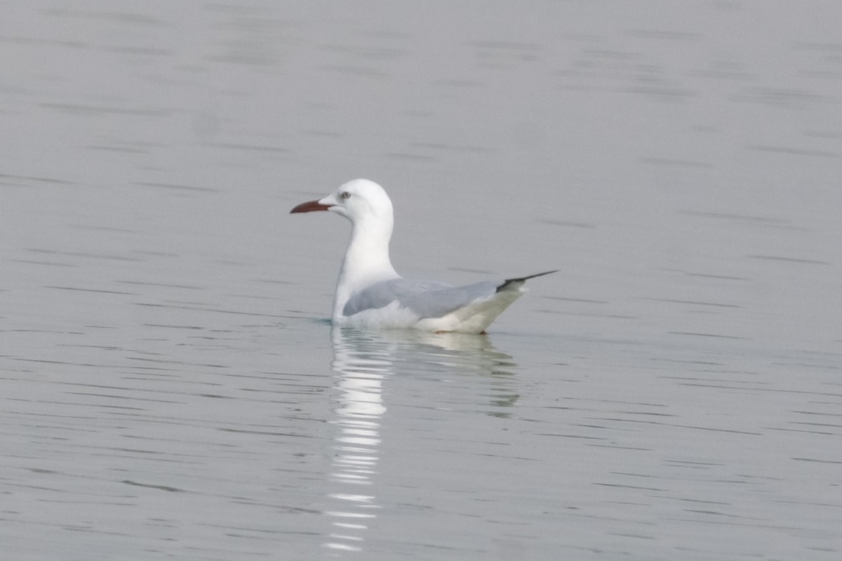 Slender-billed Gull - ML647549647