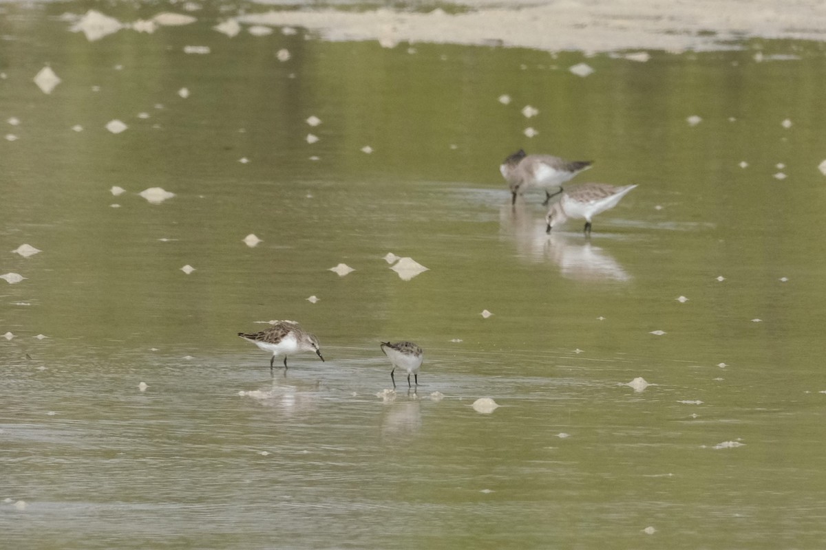 Küçük Kumkuşu - ML647549652