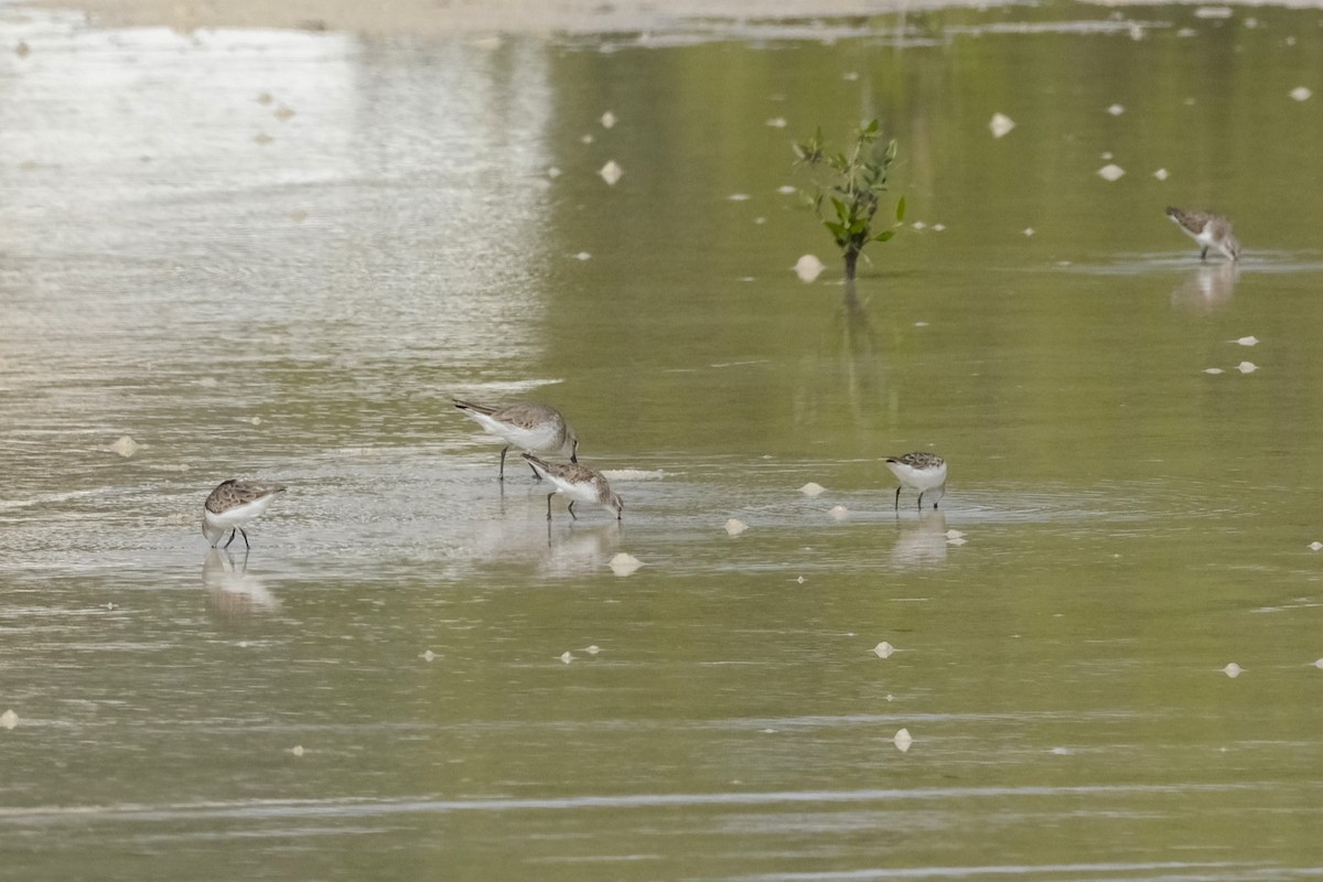 Küçük Kumkuşu - ML647549654