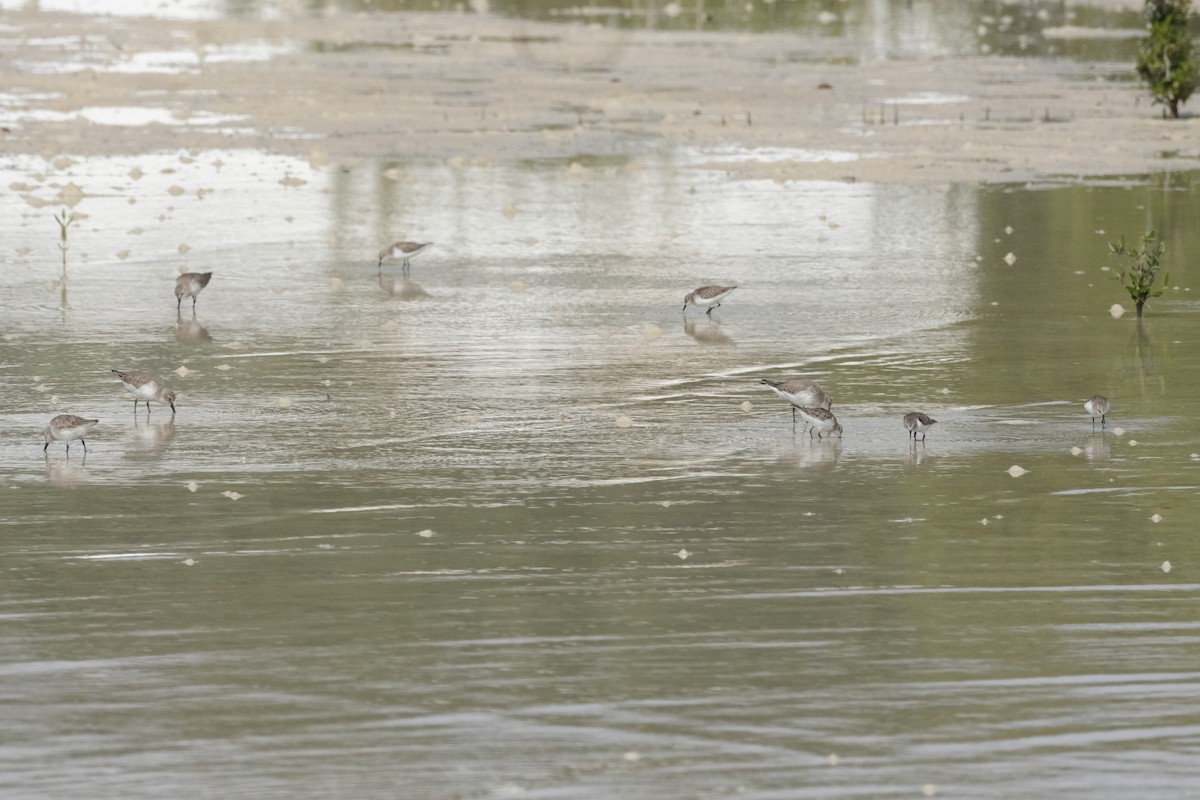 Küçük Kumkuşu - ML647549655