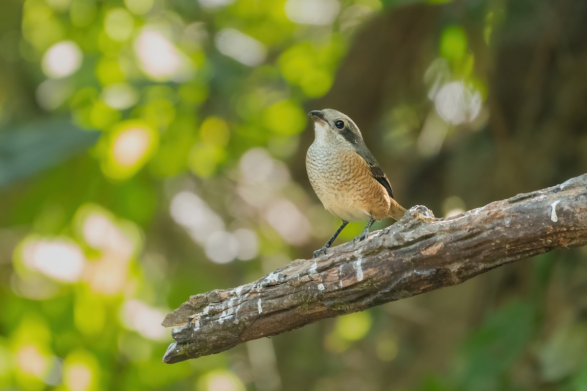 Тибетский сорокопут - ML647549662