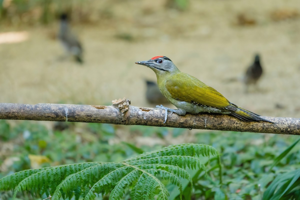 Pic cendré - ML647549666