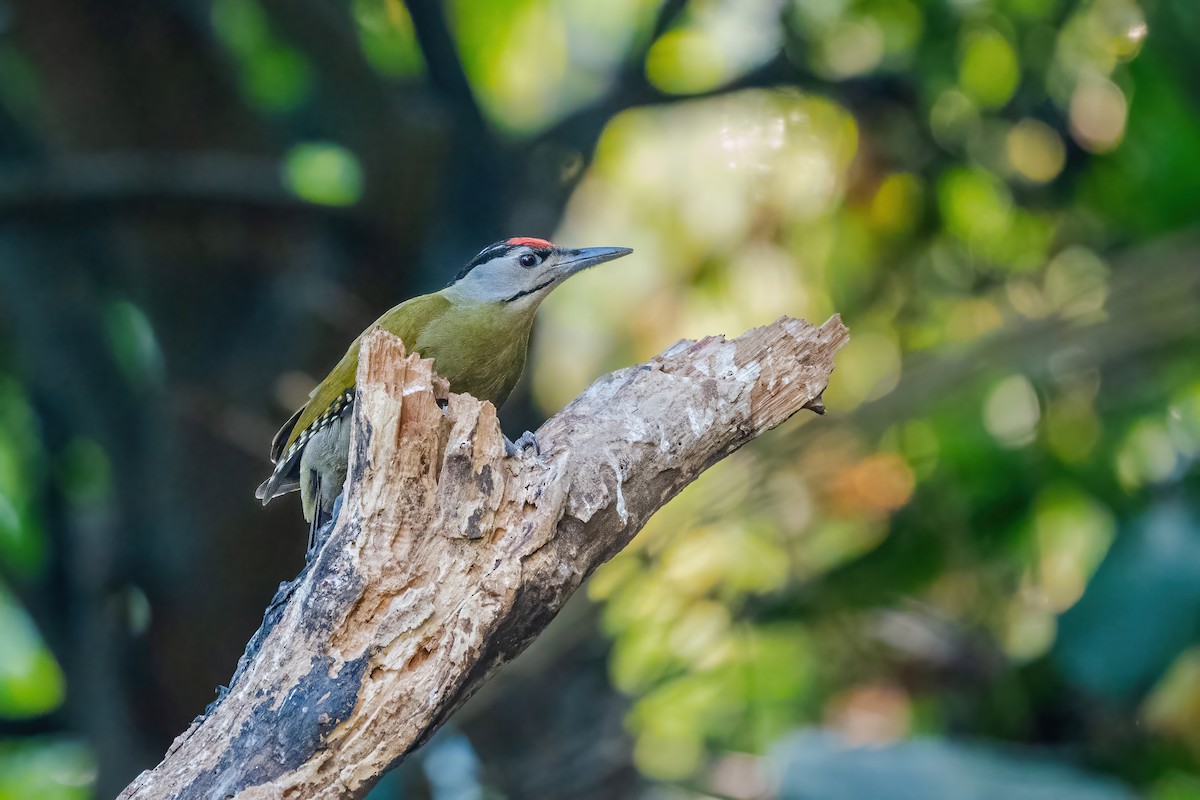 Pic cendré - ML647549667