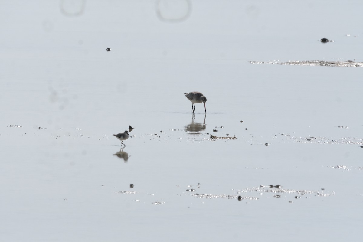 Terek Sandpiper - ML647549688