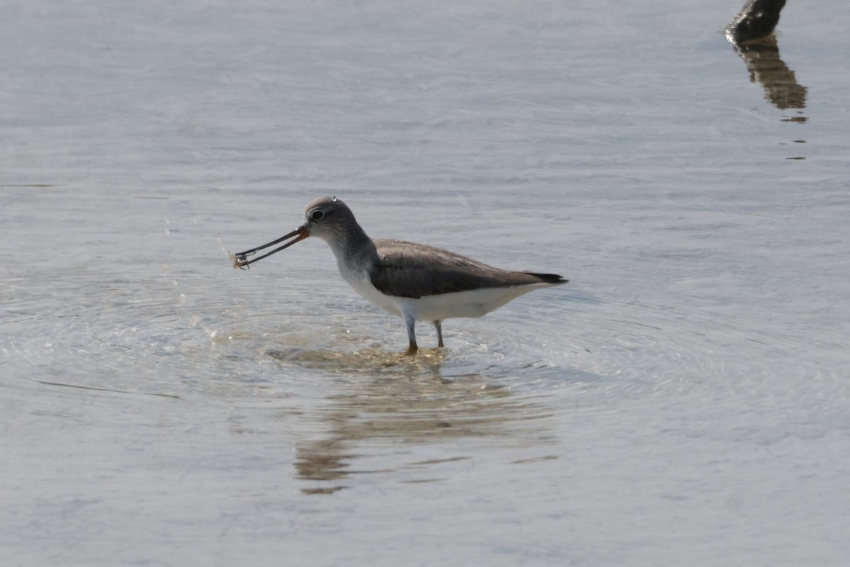 Terek Sandpiper - ML647549692