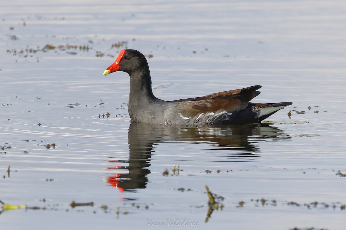 סופית אמריקנית - ML647549695