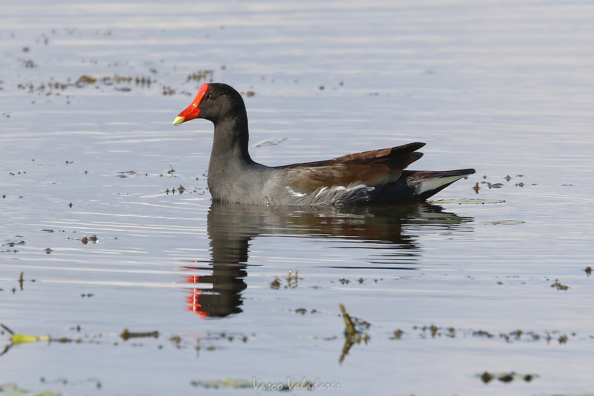 סופית אמריקנית - ML647549696