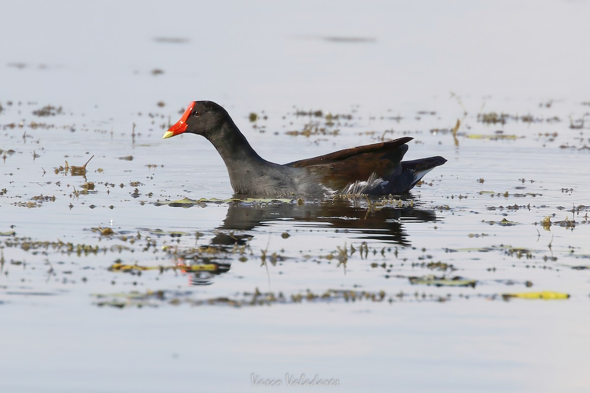 סופית אמריקנית - ML647549697