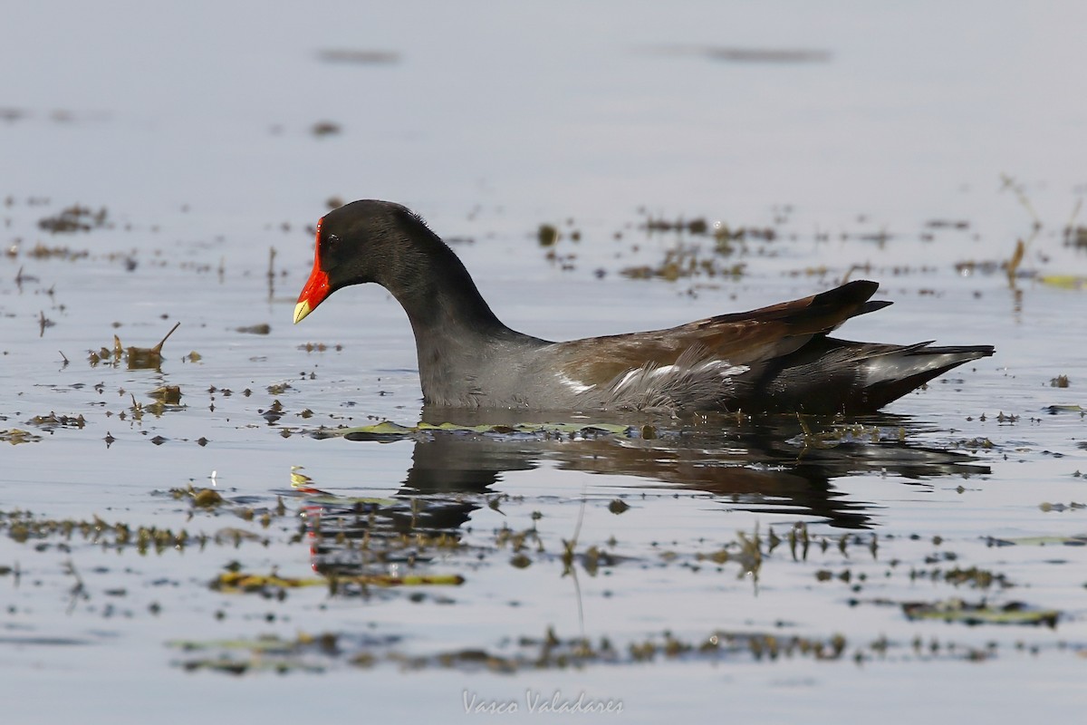 סופית אמריקנית - ML647549698