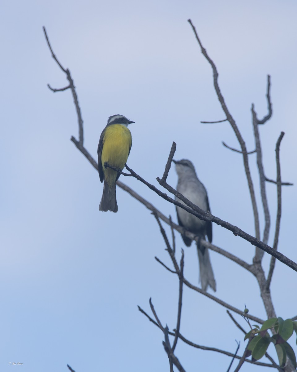 Красношапочный бентеви - ML647549700