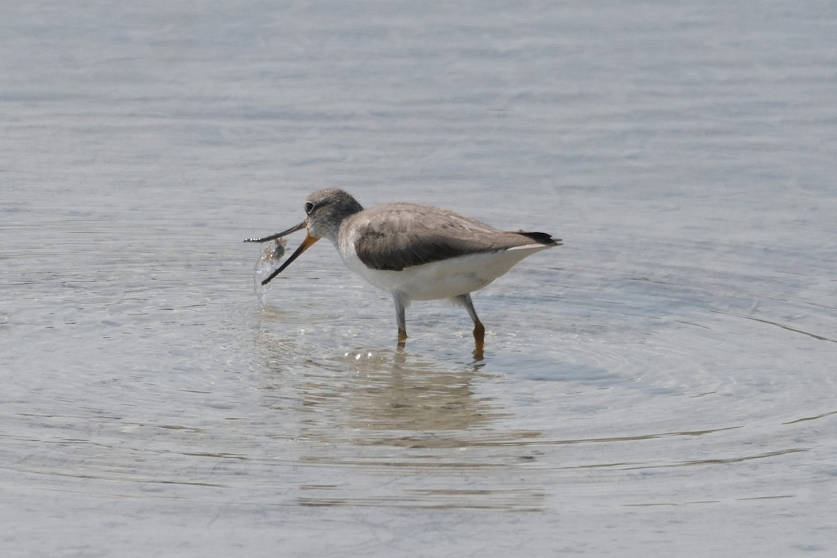 Terek Sandpiper - ML647549701