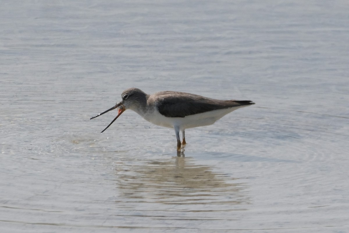 Terek Sandpiper - ML647549702