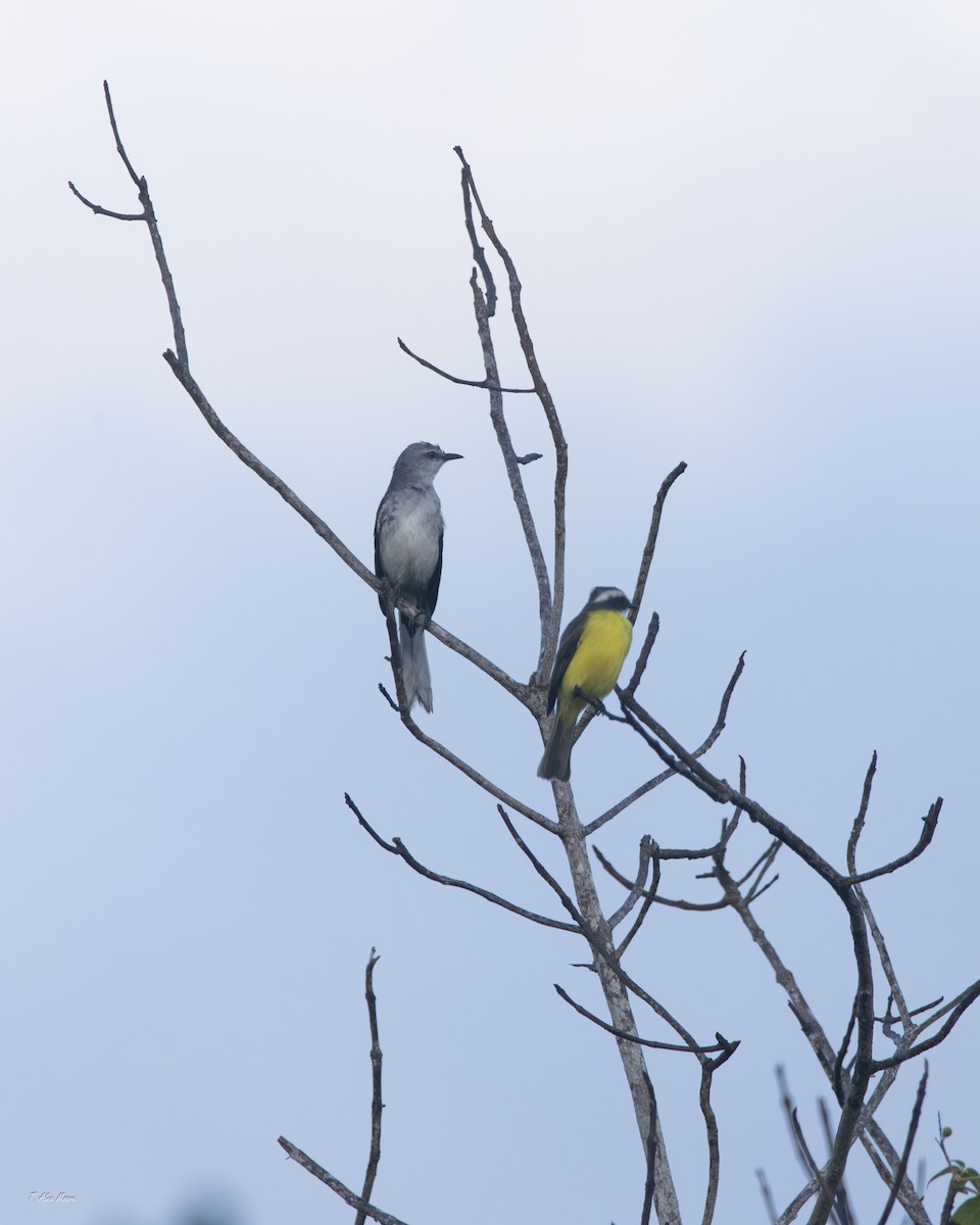 Tropikal Taklitçi - ML647549704