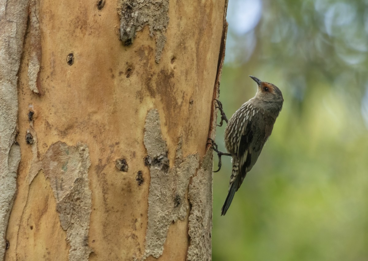 Red-browed Treecreeper - ML647549739