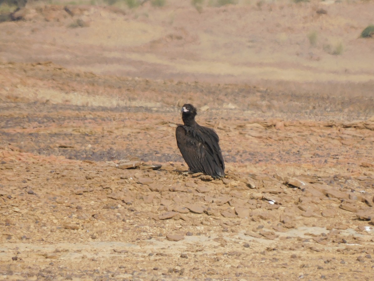 Buitre Negro - ML647549749