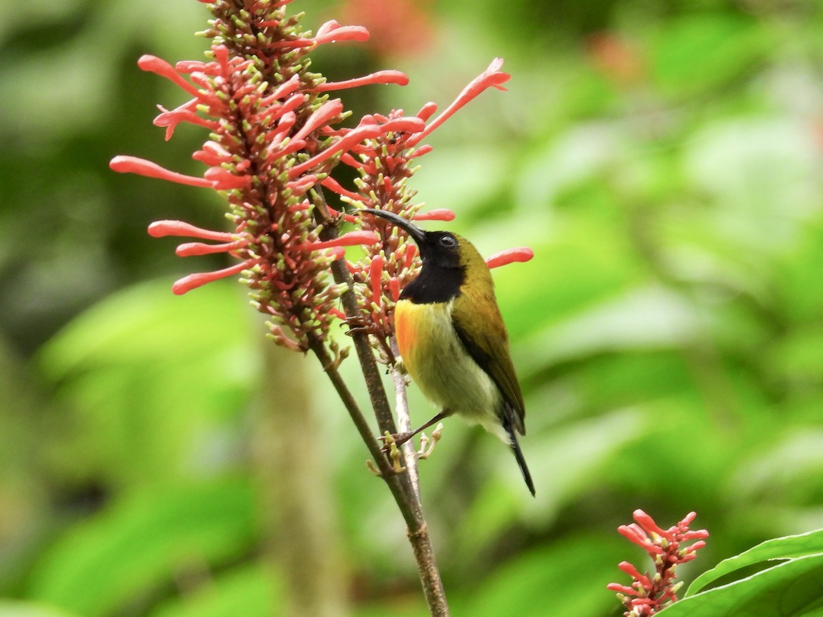 Flaming Sunbird - ML647549771