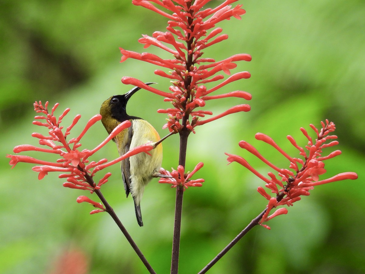 Flaming Sunbird - ML647549772