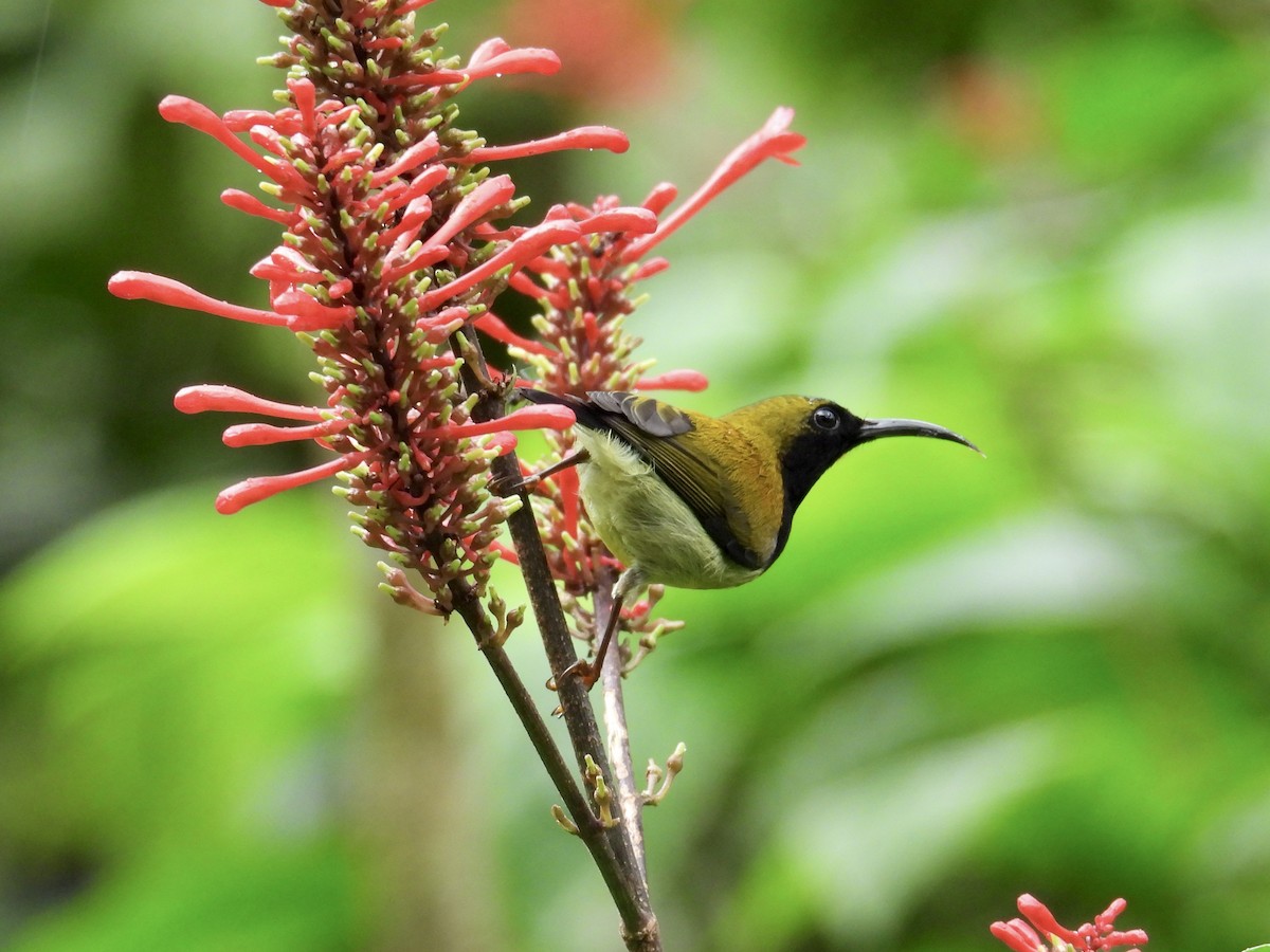 Flaming Sunbird - ML647549773