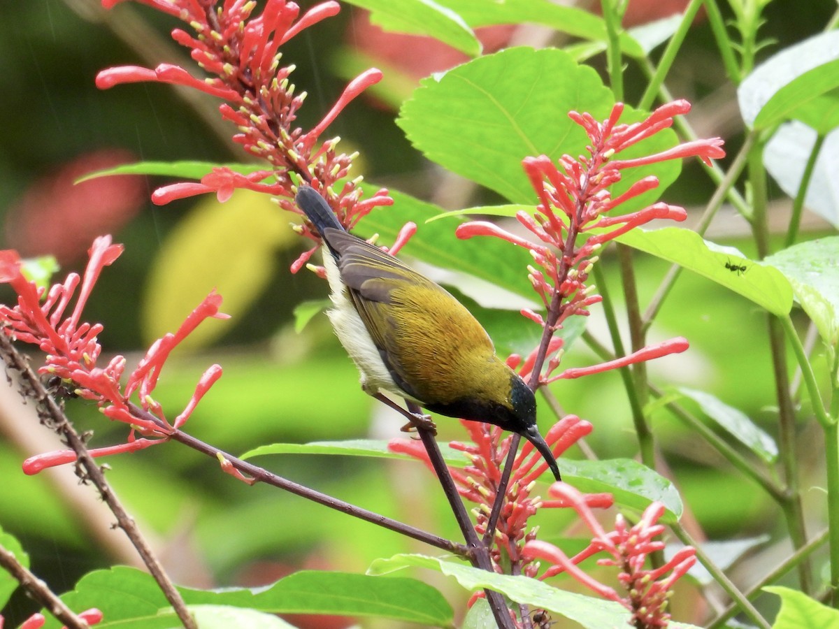 Flaming Sunbird - ML647549774