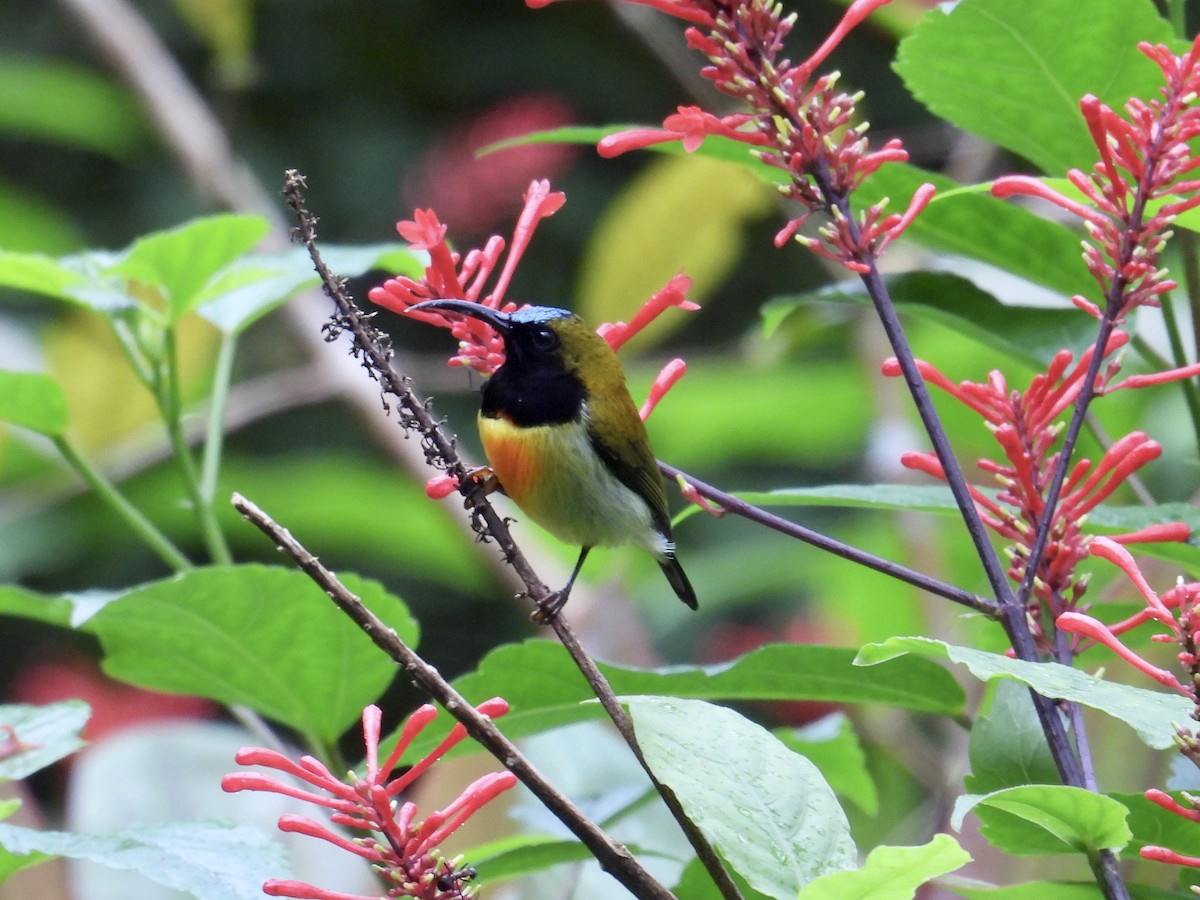 Flaming Sunbird - ML647549776