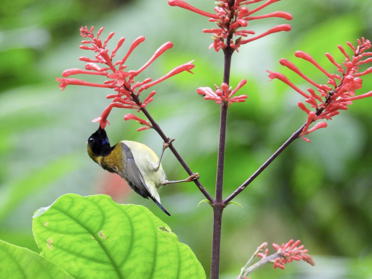 Flaming Sunbird - ML647549778