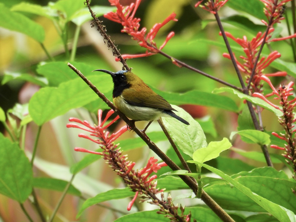 Flaming Sunbird - ML647549779