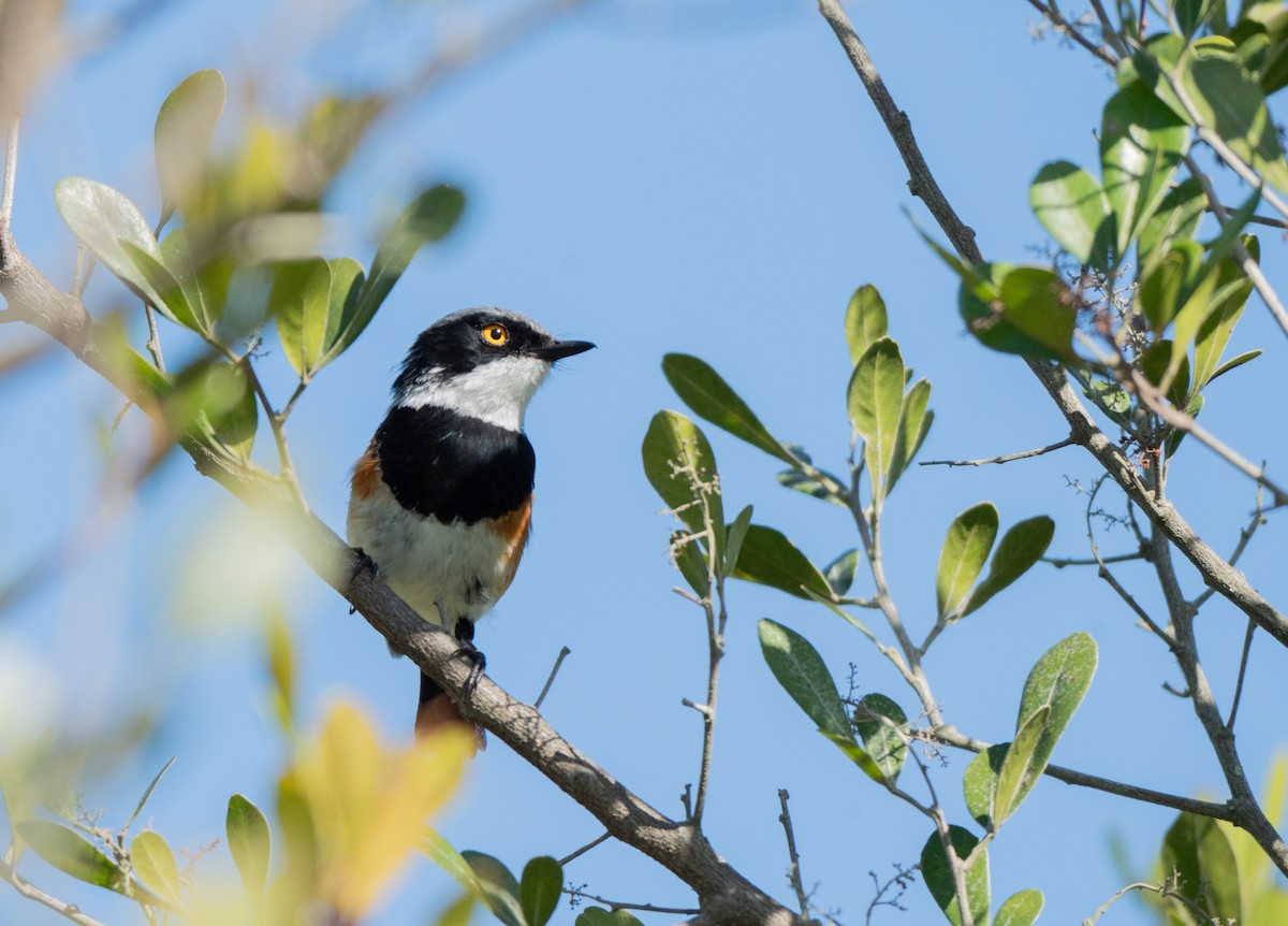 ムナグロセワタビタキ - ML647549800