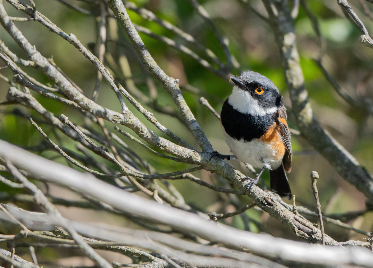 ムナグロセワタビタキ - ML647549801