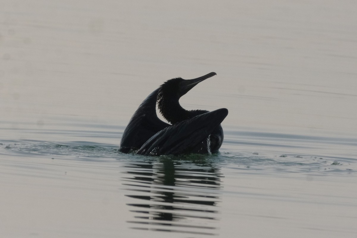 Socotra Cormorant - ML647549809