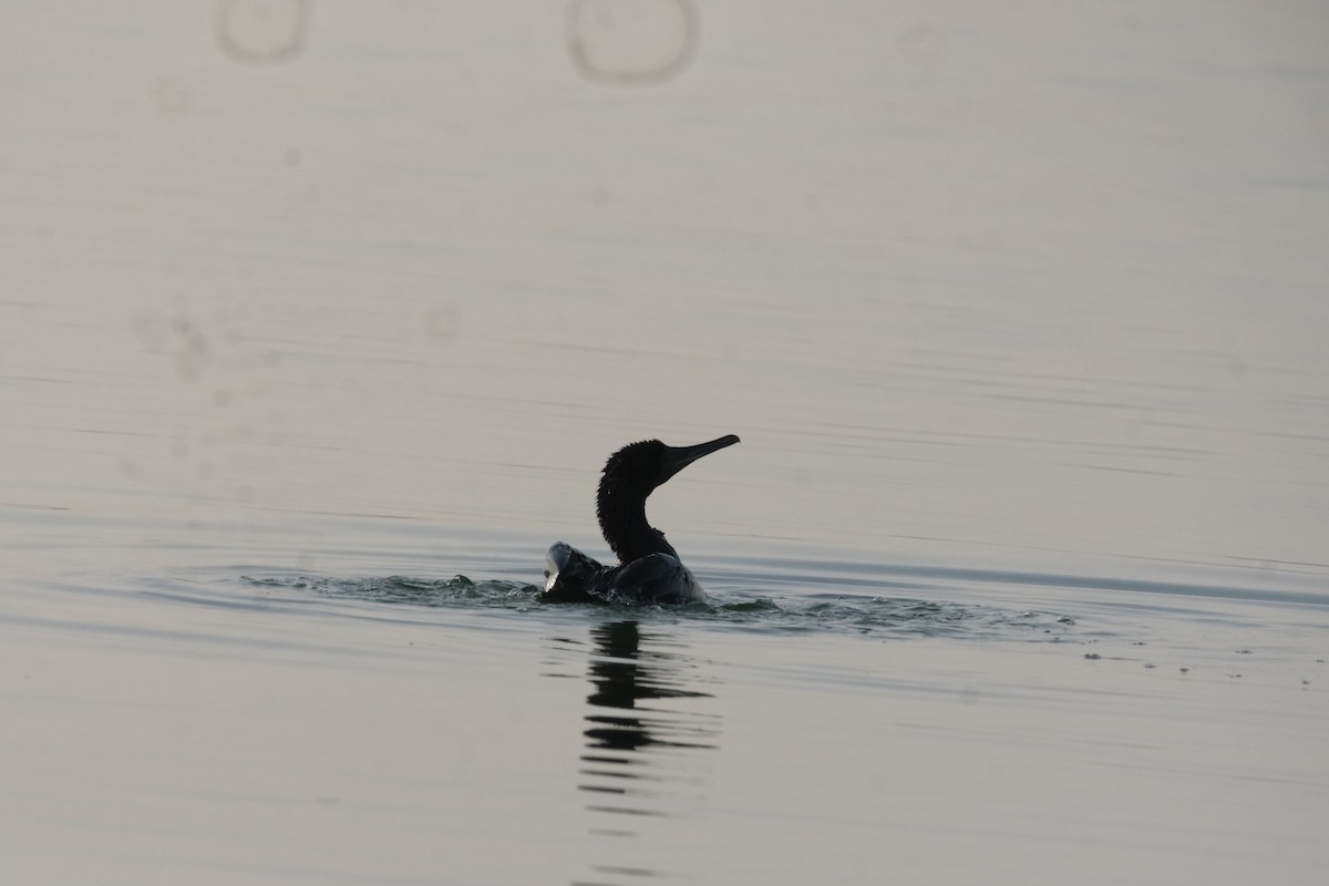 Socotra Cormorant - ML647549810