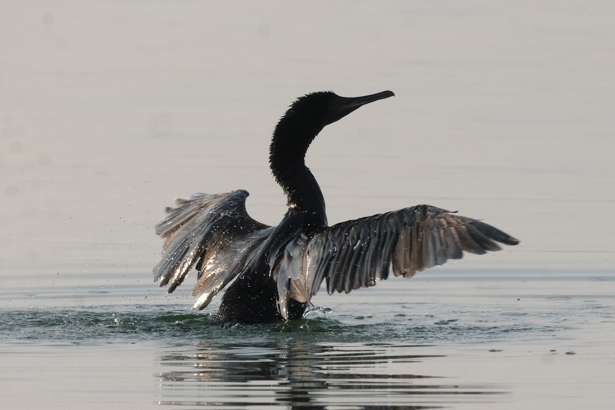 Socotra Cormorant - ML647549819