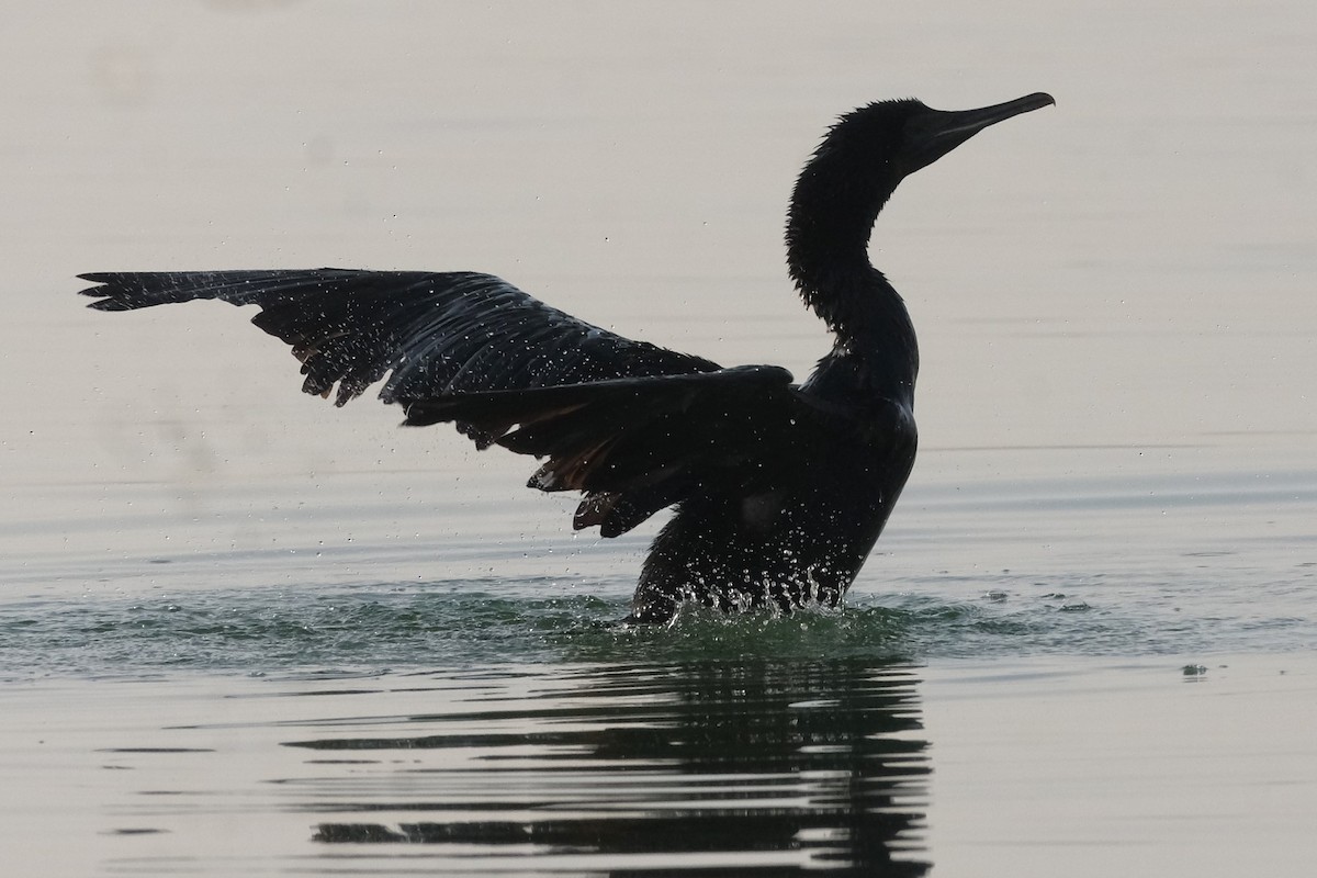 Socotra Cormorant - ML647549820