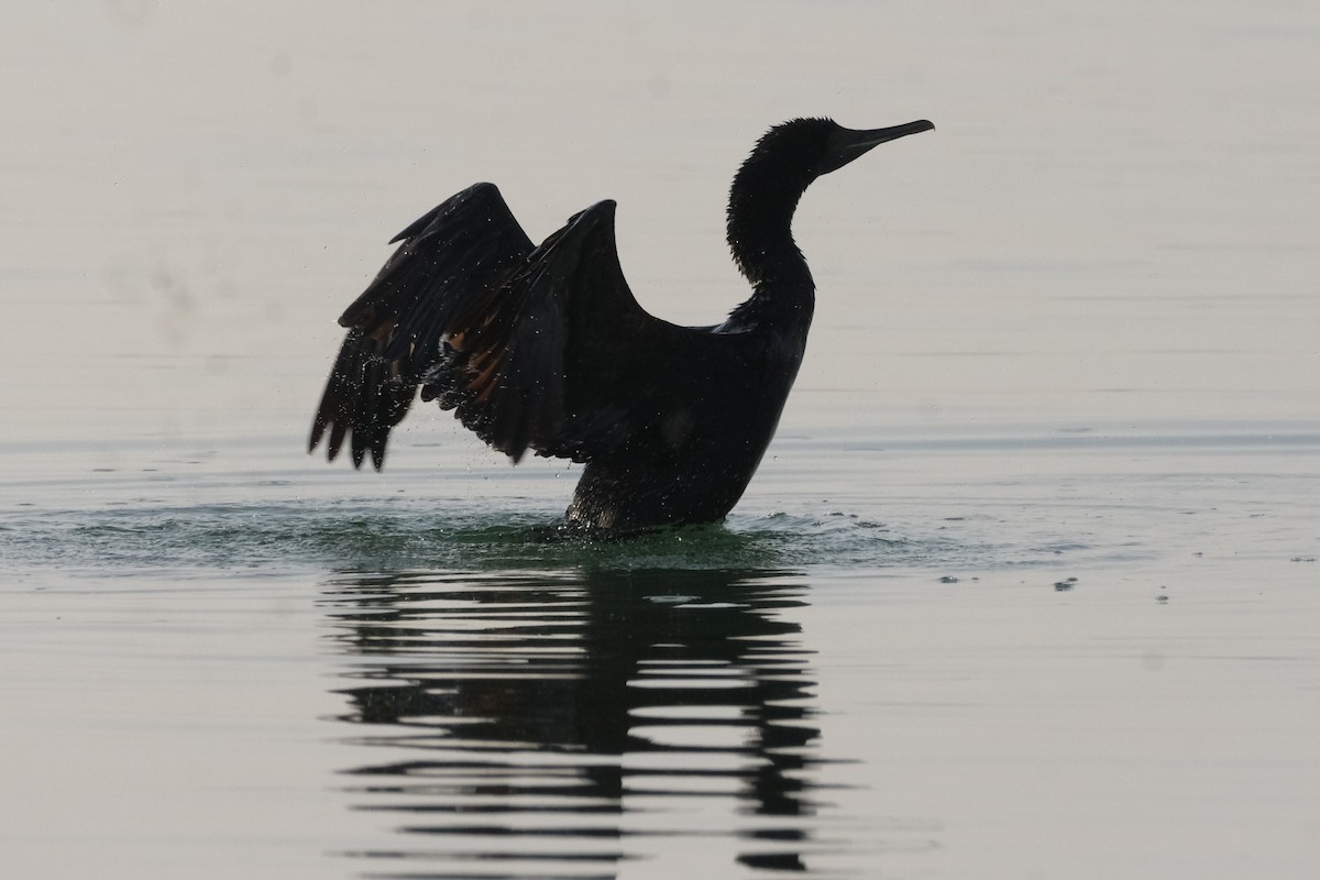 Socotra Cormorant - ML647549821