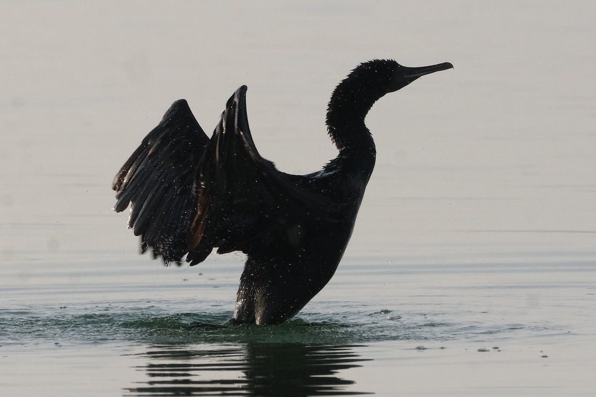 Socotra Cormorant - ML647549822