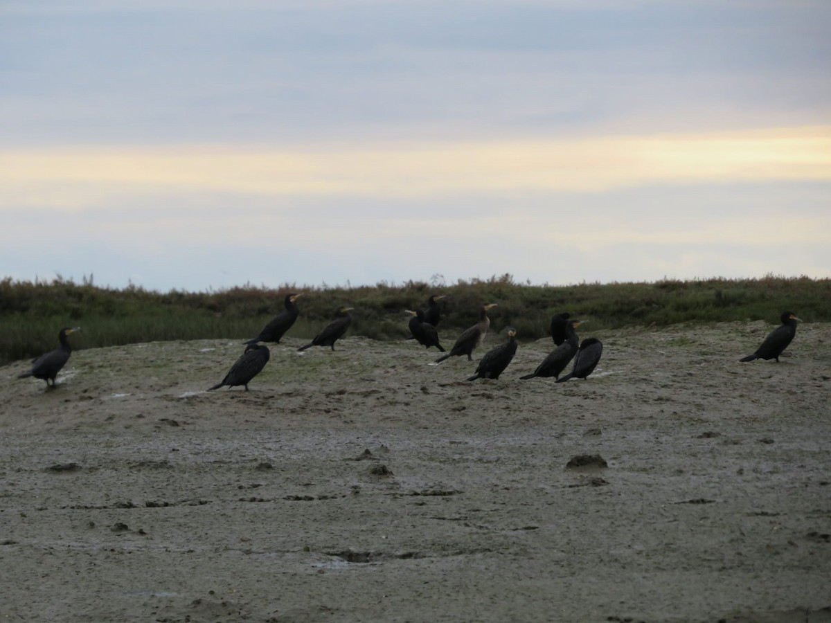 Great Cormorant - ML647549825