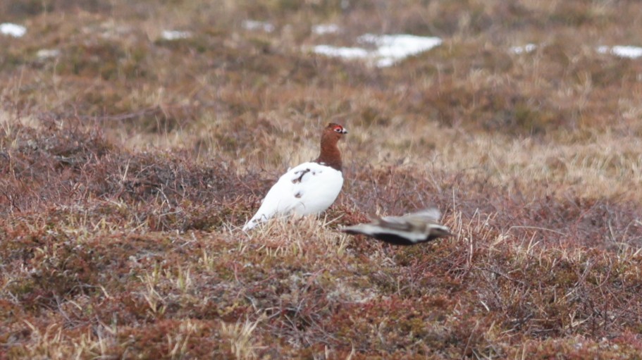 Moorschneehuhn - ML647549826