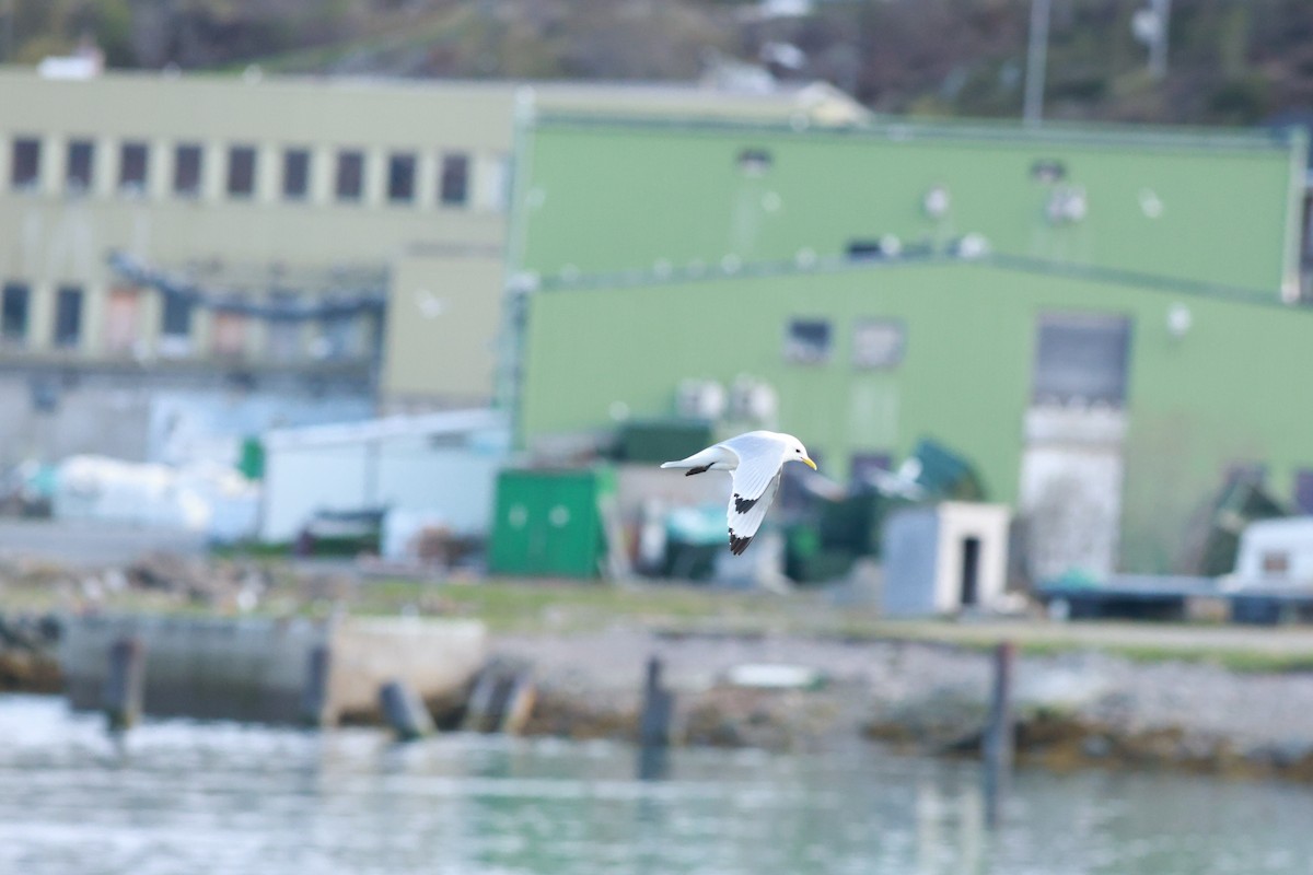 Kara Ayaklı Martı (tridactyla) - ML647549851