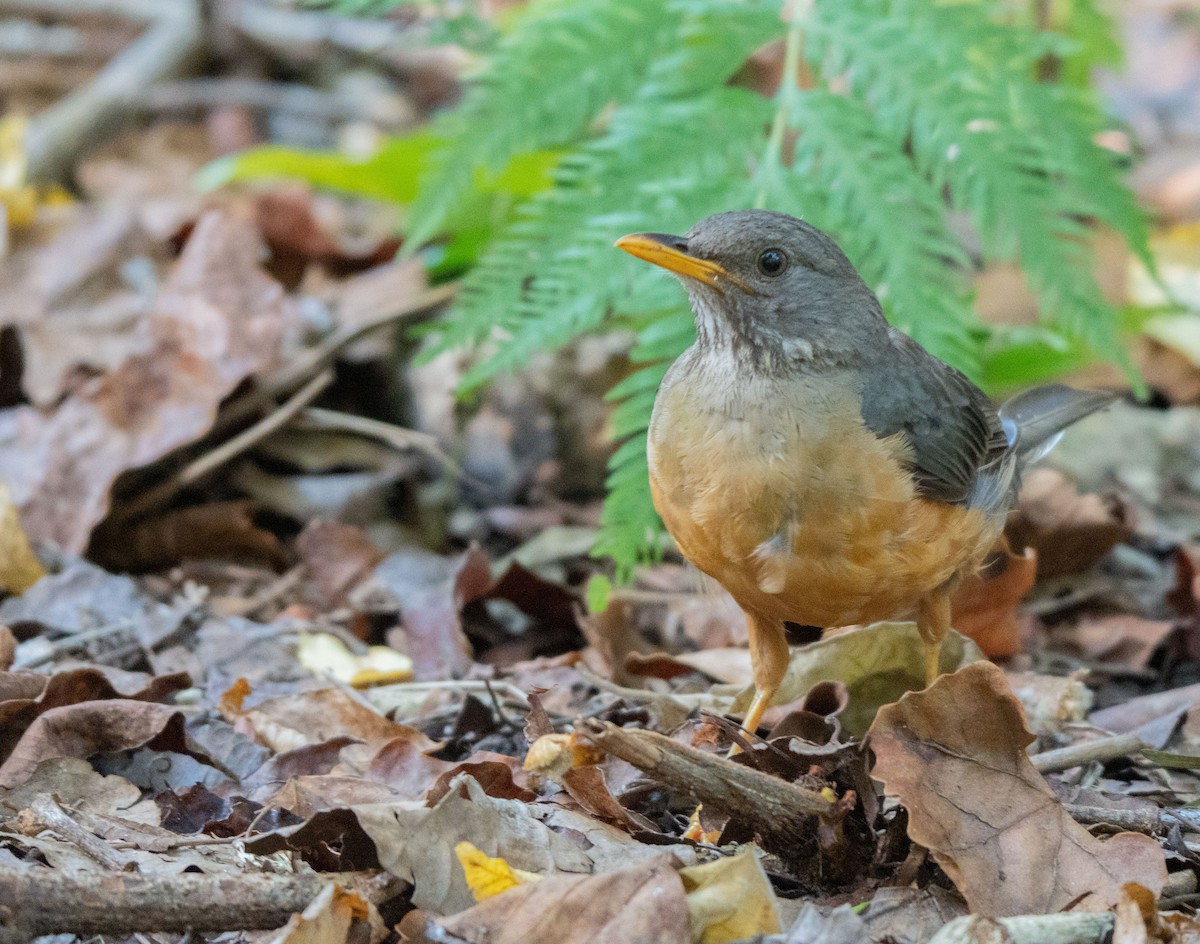 Olive Thrush - ML647549866